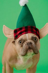 Atuendo de Twinkle Paws y Tinsel Tots - Imagen 3