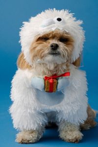 Moda familiar festiva: edición para mascotas - Imagen 3