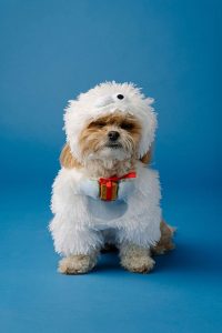 Moda familiar festiva: edición para mascotas - Imagen 2