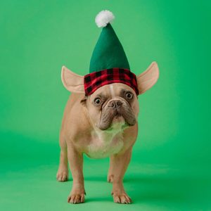 Atuendo de Twinkle Paws y Tinsel Tots