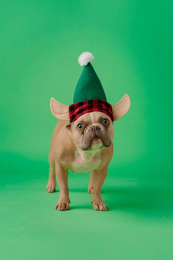 Atuendo de Twinkle Paws y Tinsel Tots