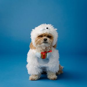 Moda familiar festiva: edición para mascotas